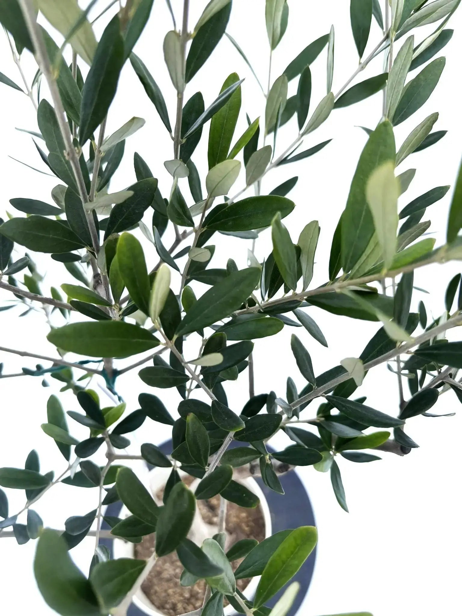 ミッション Sサイズ 約100cm NO.10480 オリーブの木 - 株式会社鶴亀園