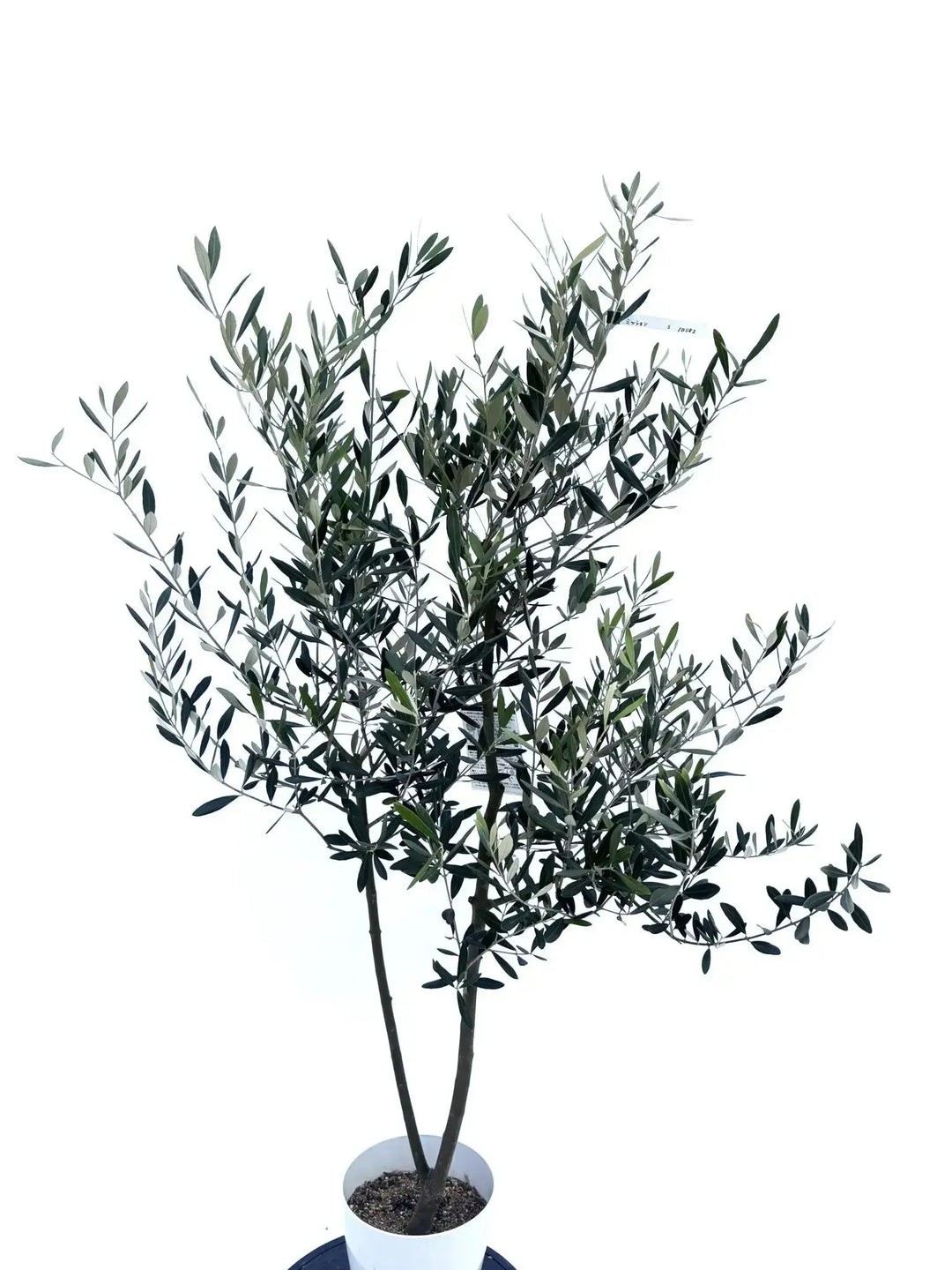 オリーブの木 ミッション Sサイズ 約150cm NO.10482 オリーブの木 - 株式会社鶴亀園