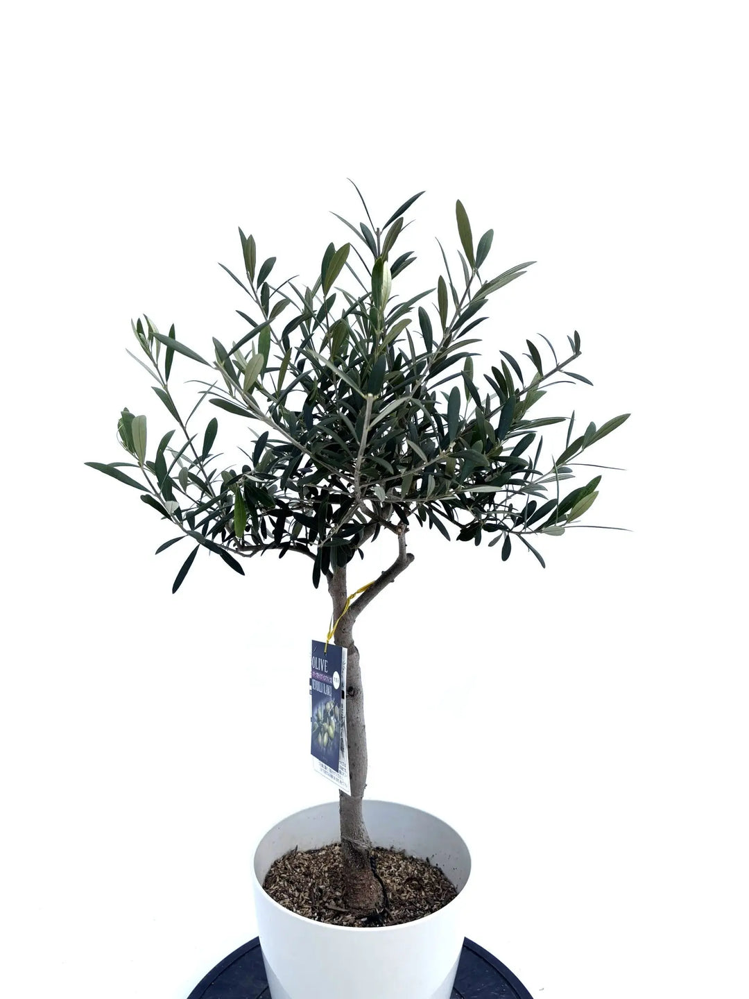 ネバディロブランコ Sサイズ 約85cm NO.10485 オリーブの木