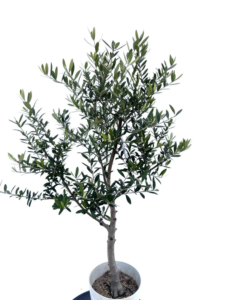 ネバディロブランコ Sサイズ 約115cm NO.10487 オリーブの木 - 株式