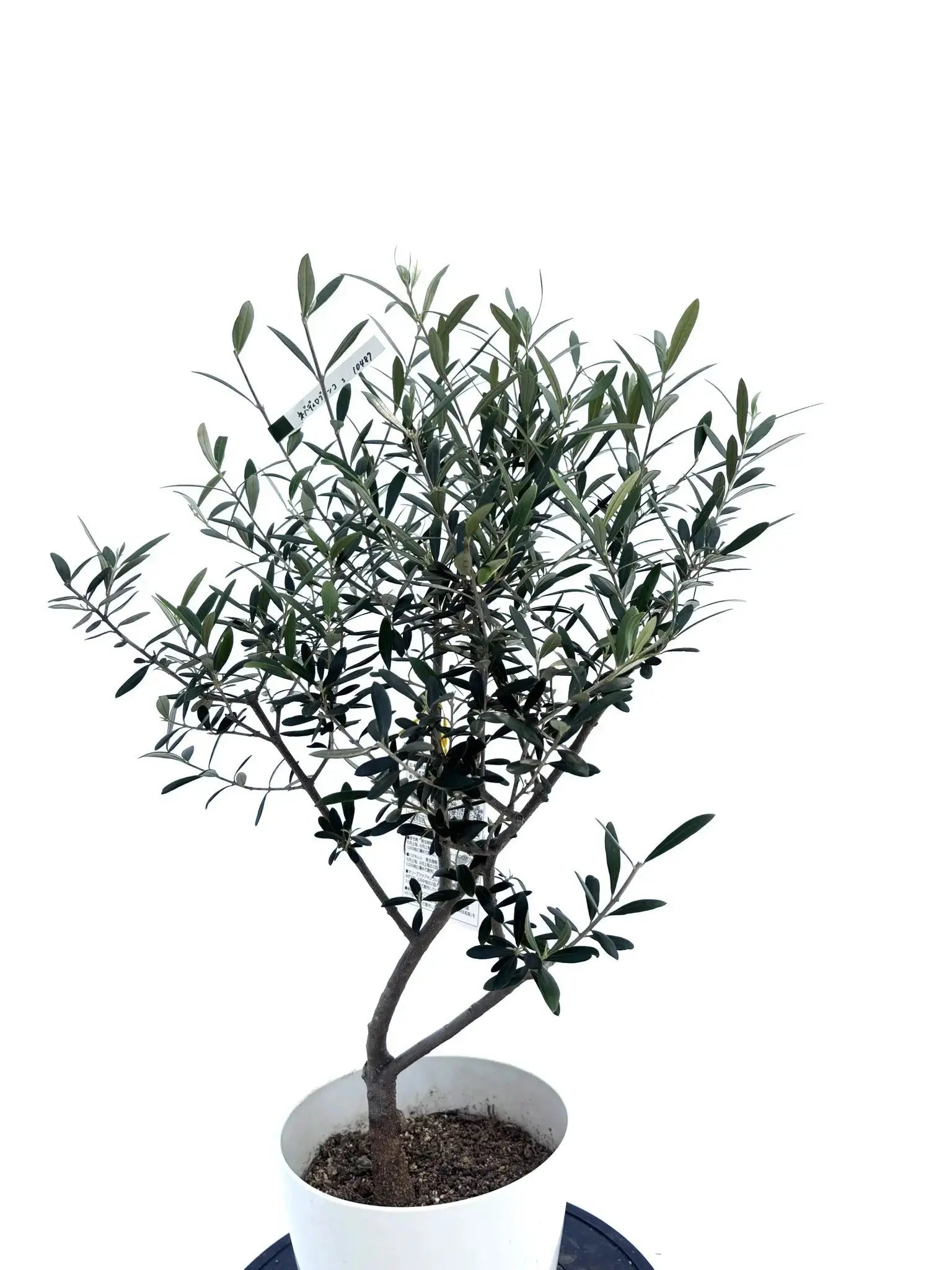 観葉植物 オリーブ ネバディロブランコ 175cm