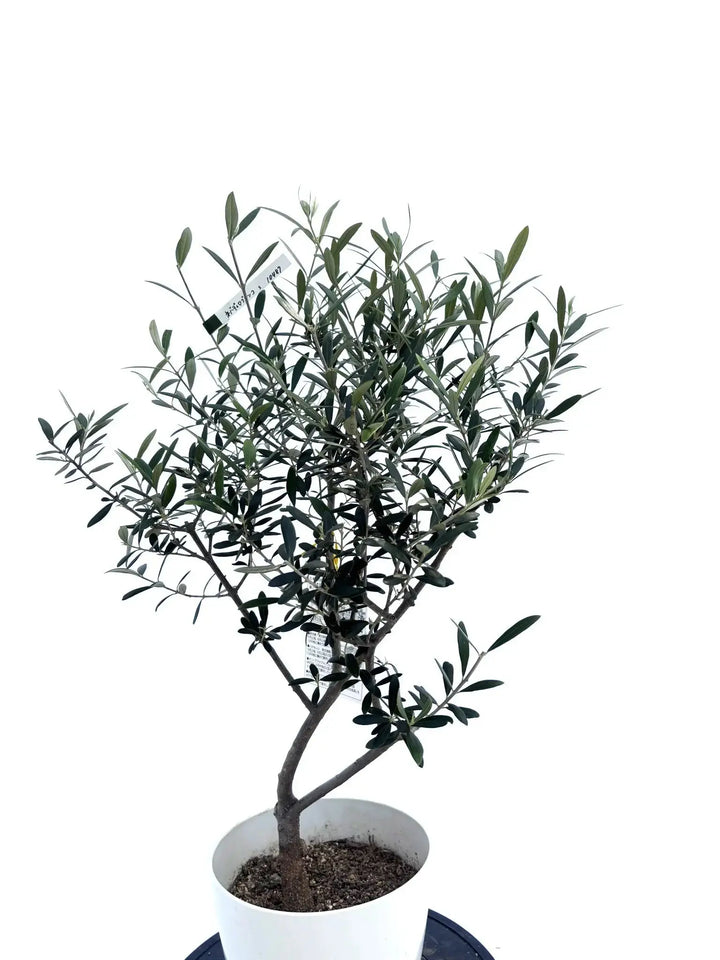 T様ネバディロブランコ Sサイズ 約85cm NO.10486 オリーブの木 - 株式