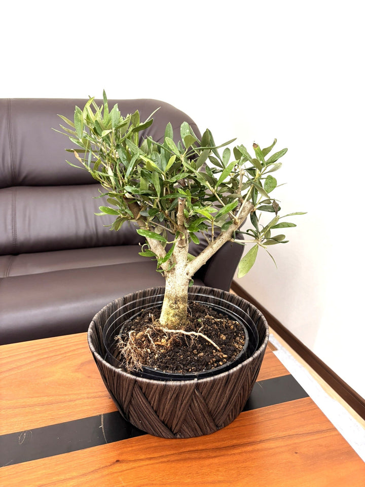 オリーブの木　ルッカ　盆栽風　8号　約45cm　NO.769　人気品種　現品掲載 NEWルッカ（オリーブの木）【盆栽風】｜XSサイズ｜NO.11083｜約30cm