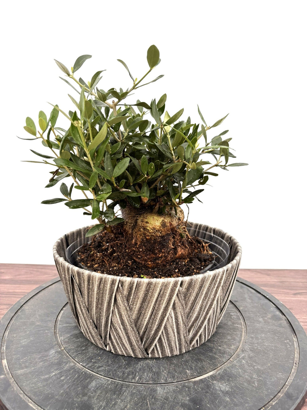 オリーブの木（全商品）｜写真の木をそのままお届け［現品販売］｜鶴亀
