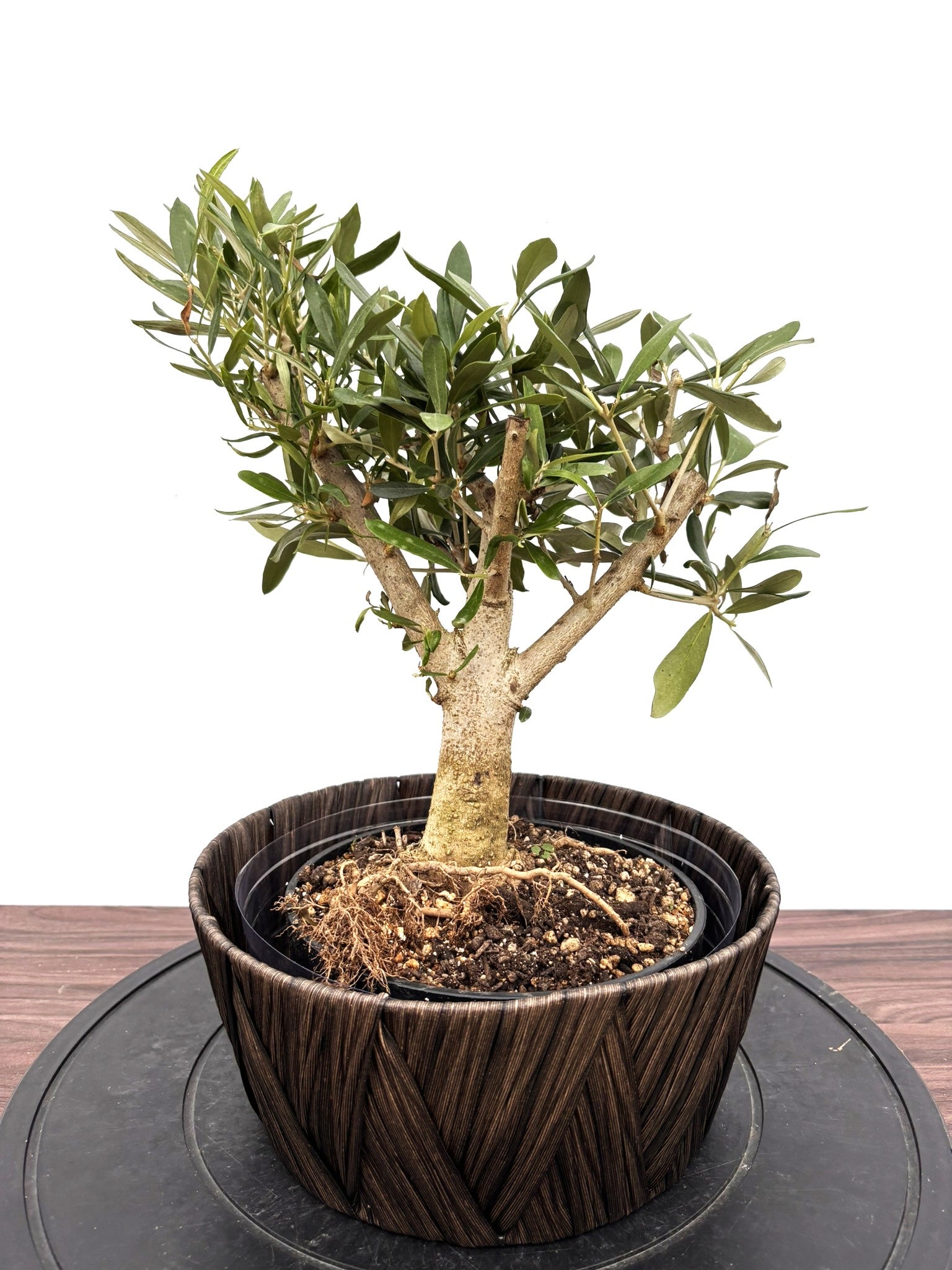 オリーブの木 古木の魅力とは？～時を刻むシンボルツリー～ オリーブの