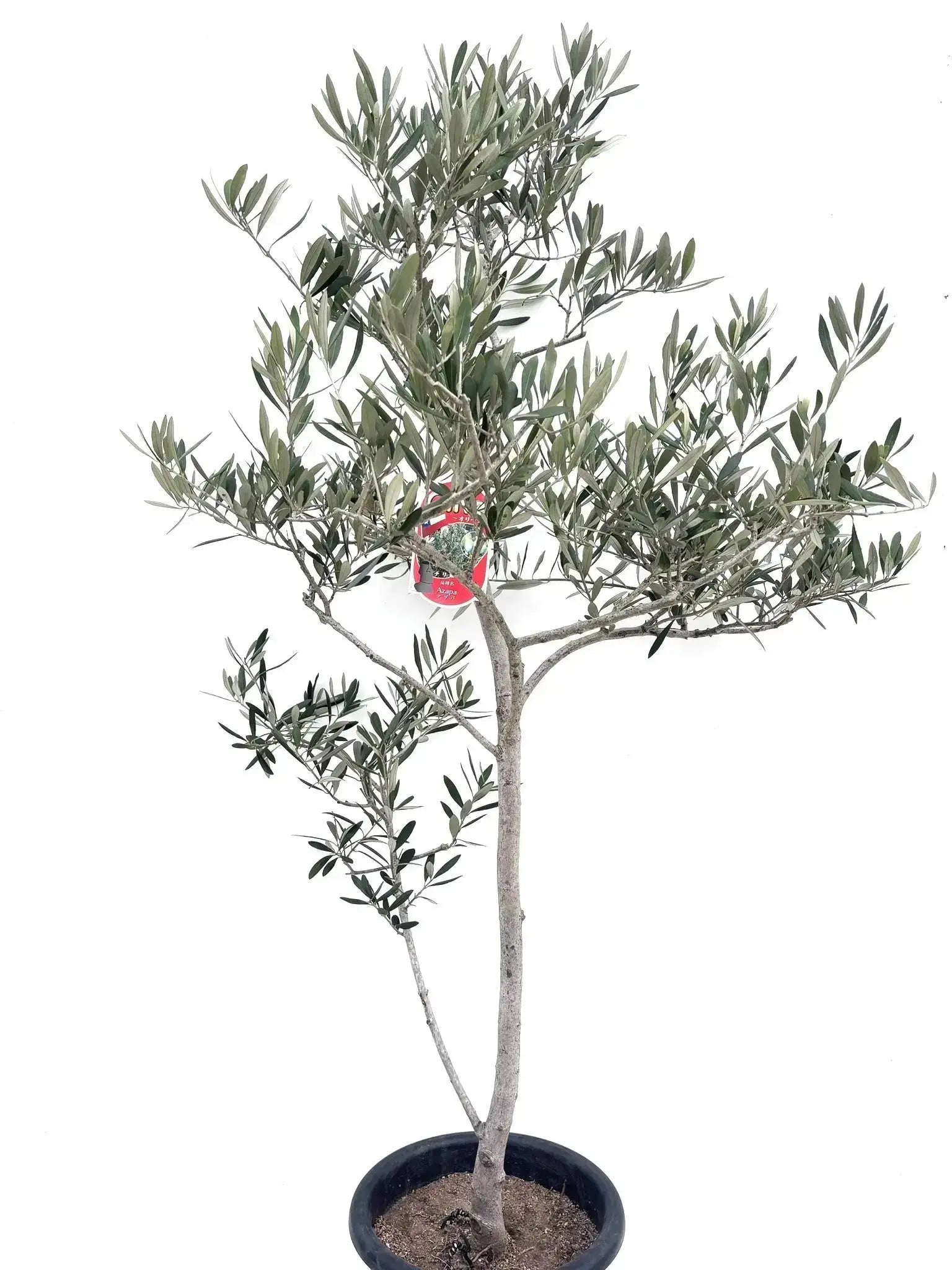 【現品】オリーブの古木　品種名：チリ原産　アザパ　Azapa　8号【盆栽】T6番 現品】オリーブの古木 品種名：チリ原産 アザパ Azapa 8号【盆栽】T6番