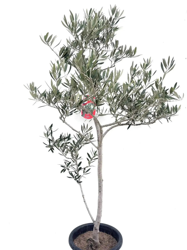 アザパ Lサイズ 約170cm K-71 オリーブの木 希少品種 - 株式会社鶴亀園