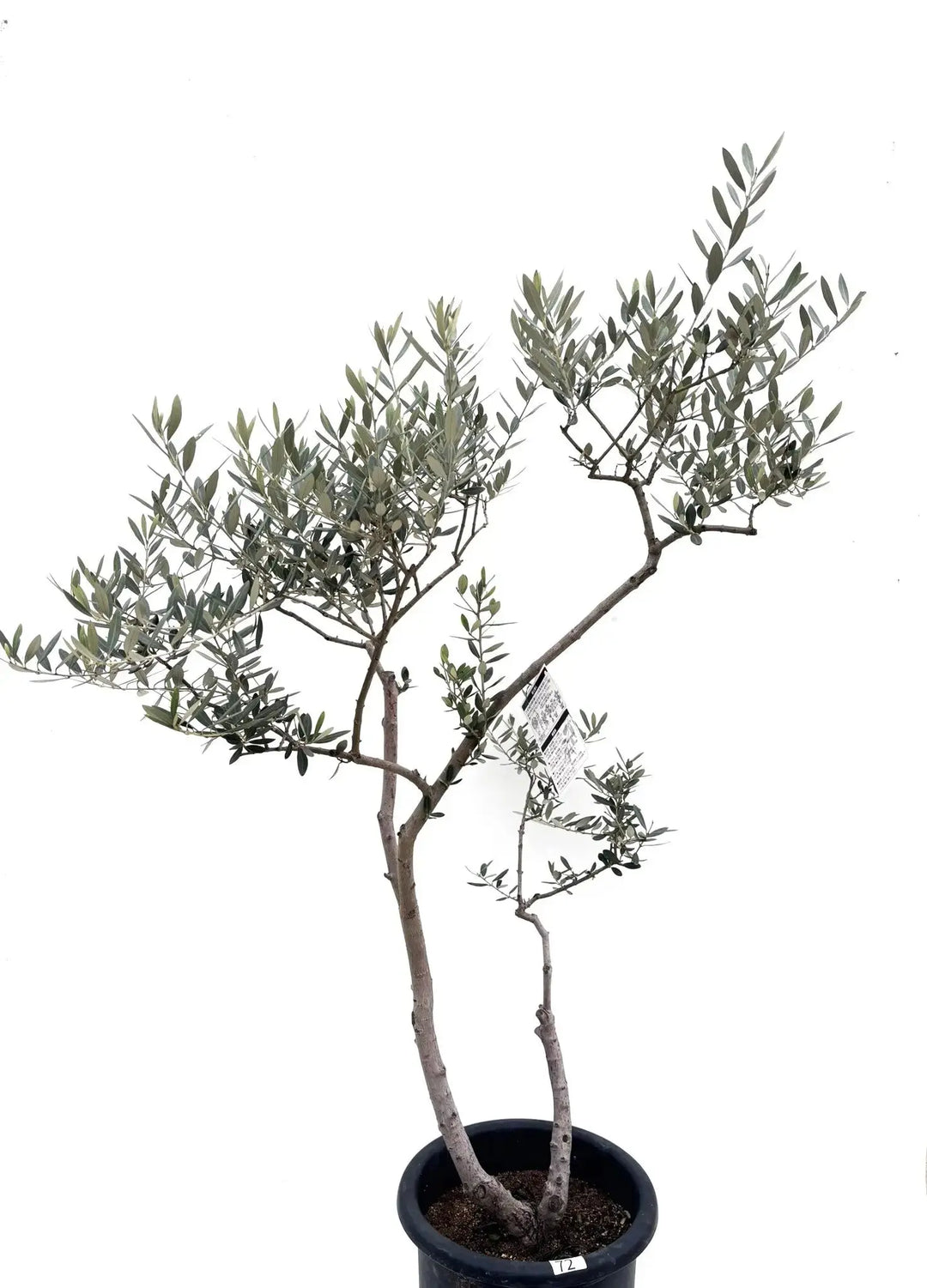 希少・室内向き・銀葉】アメリカン（オリーブの木）〈直立型〉｜140cm