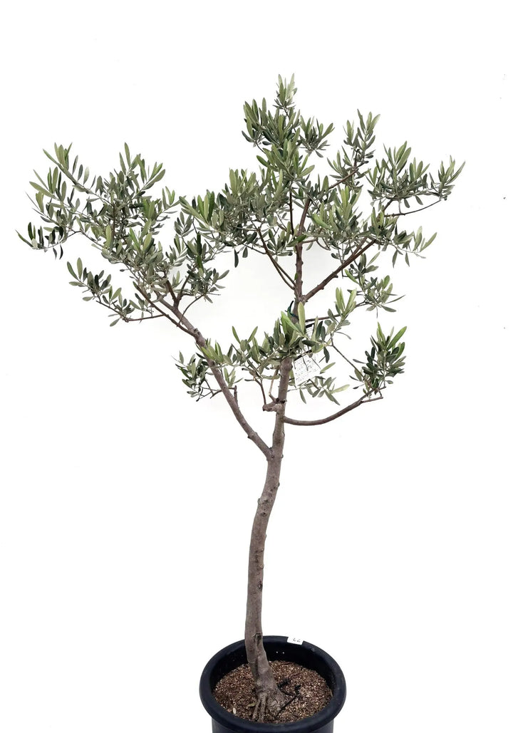 希少】タラスコア（オリーブの木）〈観葉植物〉｜約160cm｜L