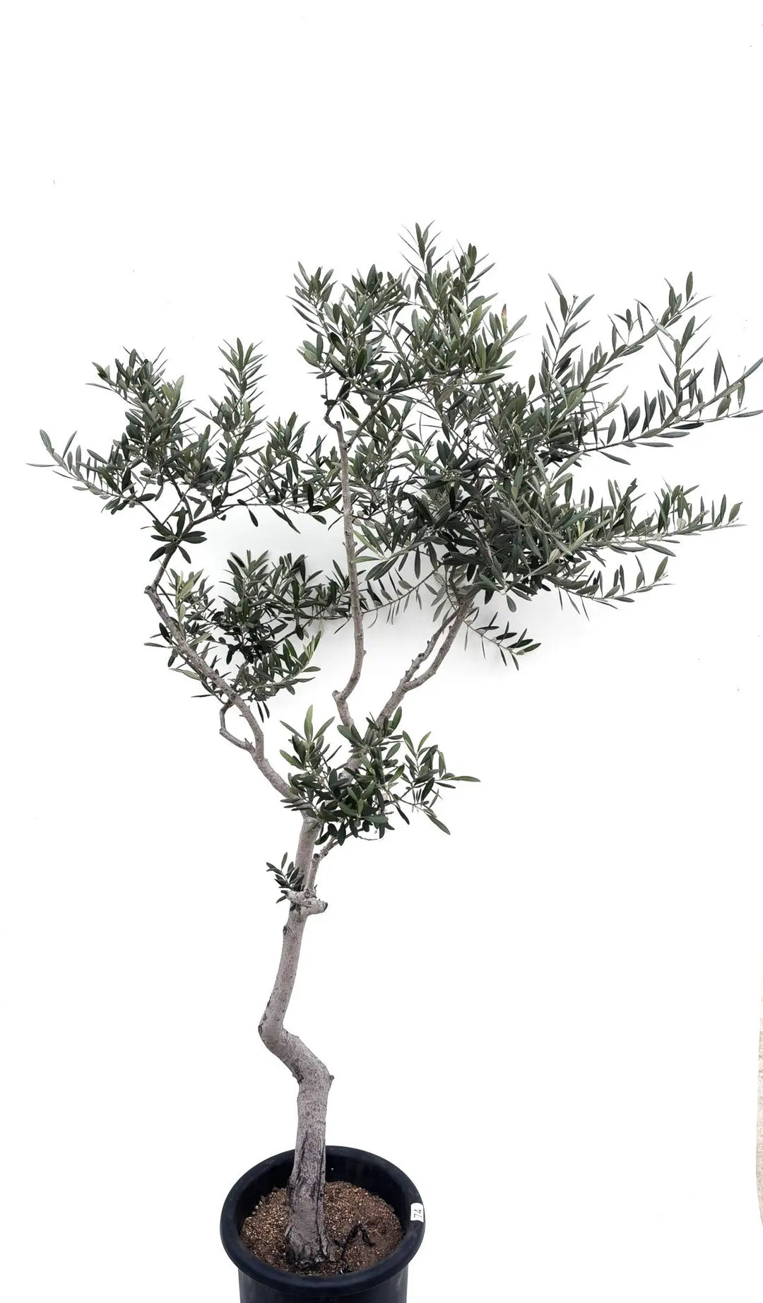 タラスコア Lサイズ 約180cm K-74 オリーブの木 希少品種 - 株式会社鶴亀園