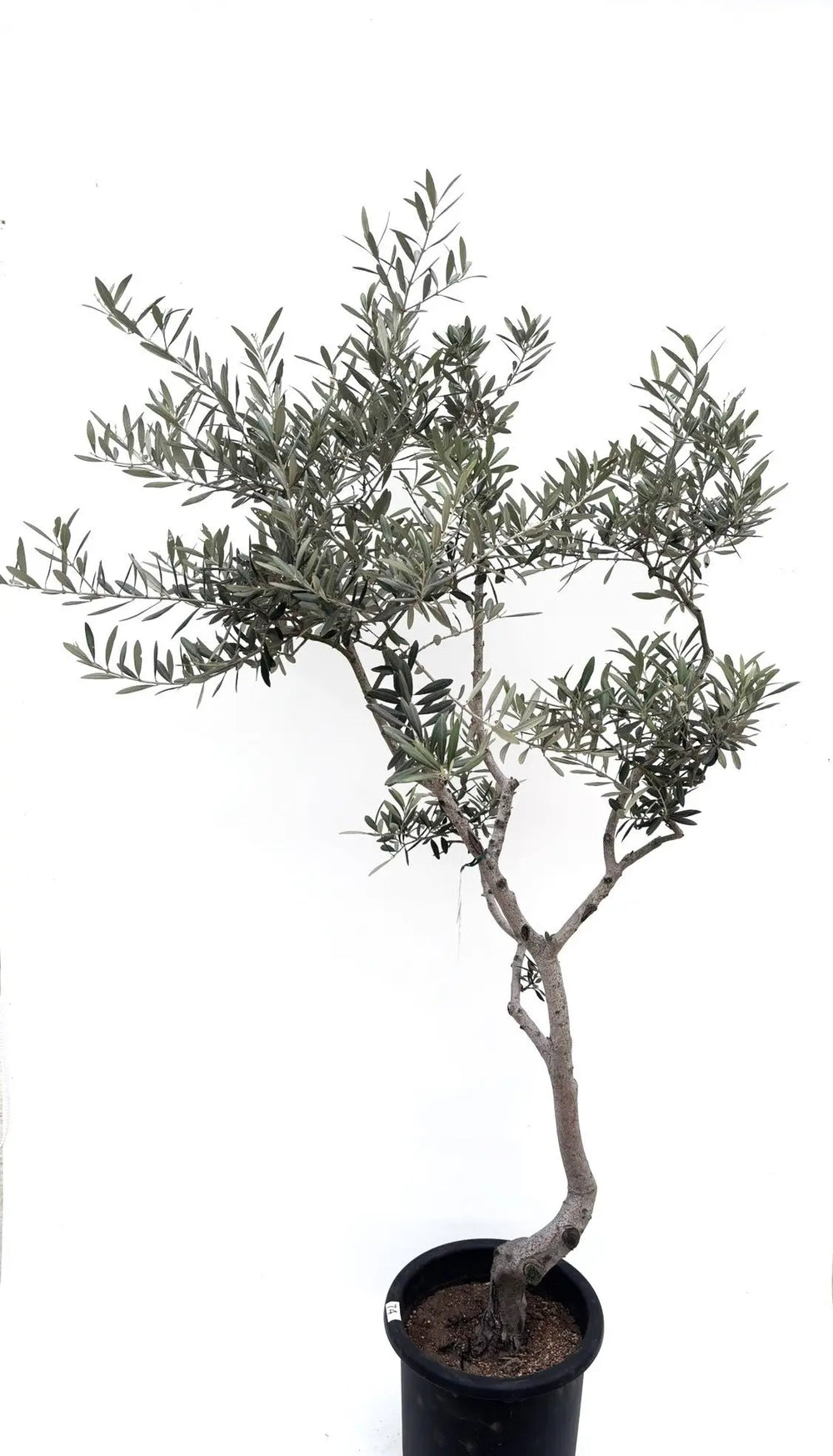 オリーブの木（全商品）｜写真の木をそのままお届け［現品販売］｜鶴亀