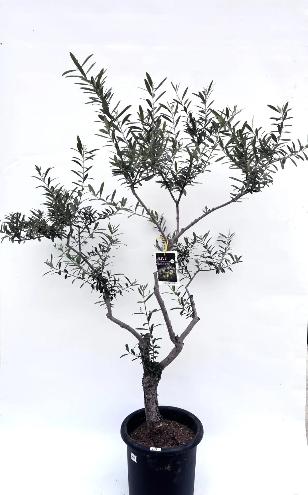 オリーブの木 ネバディロブランコ 10号 約175cm NO.644 人気 現品