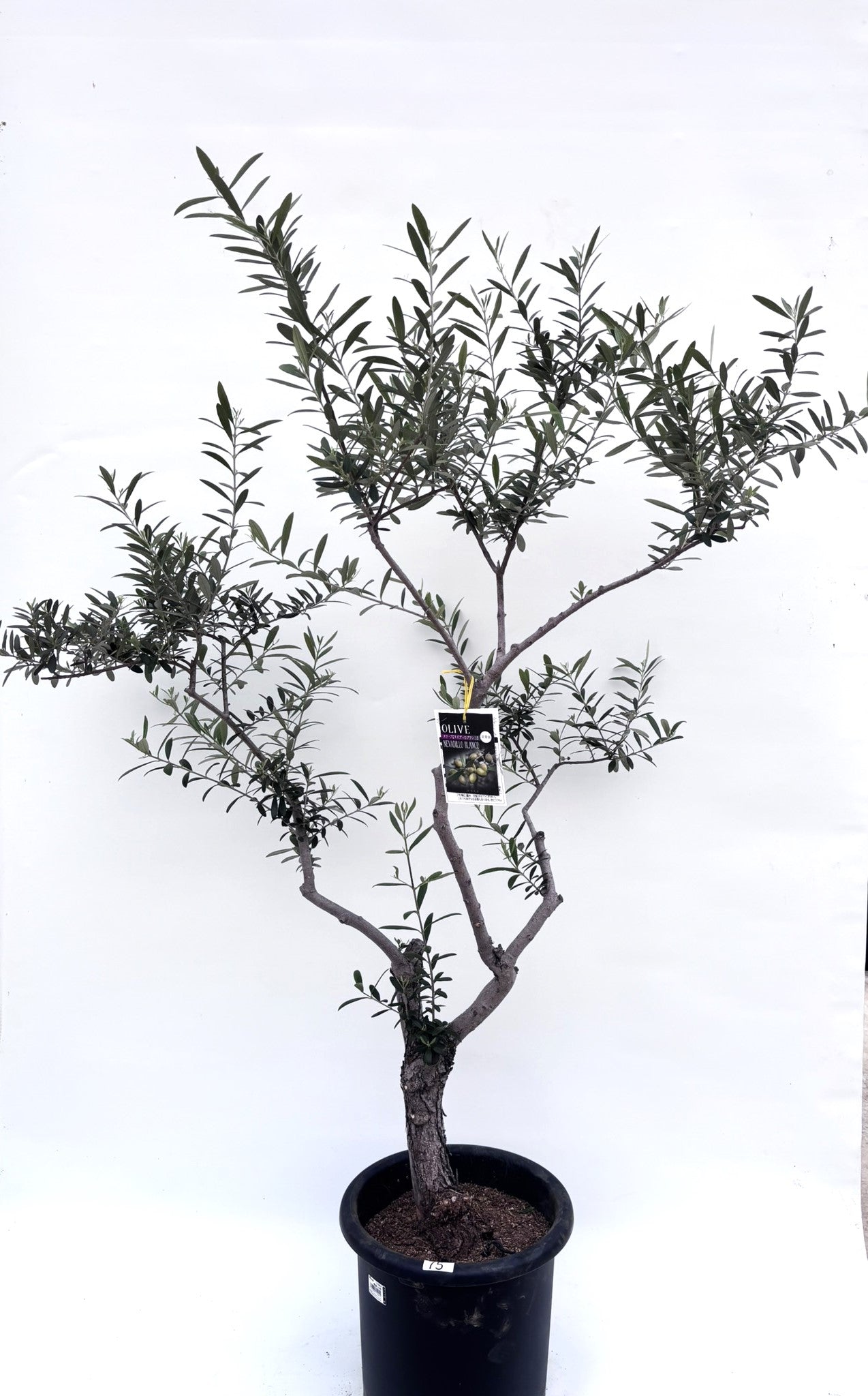 alt="鉢植えのオリーブの木”