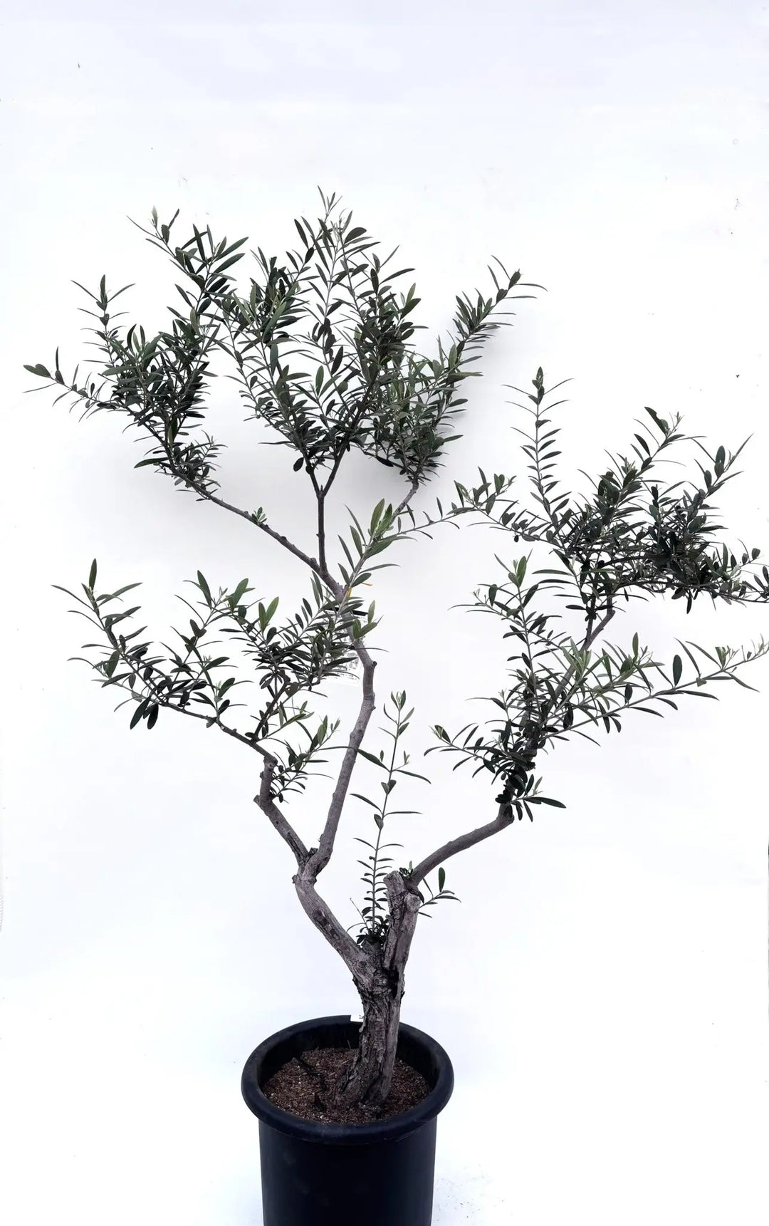 ネバディロブランコ Lサイズ 約160cm K-75 オリーブの木 古木 - 株式