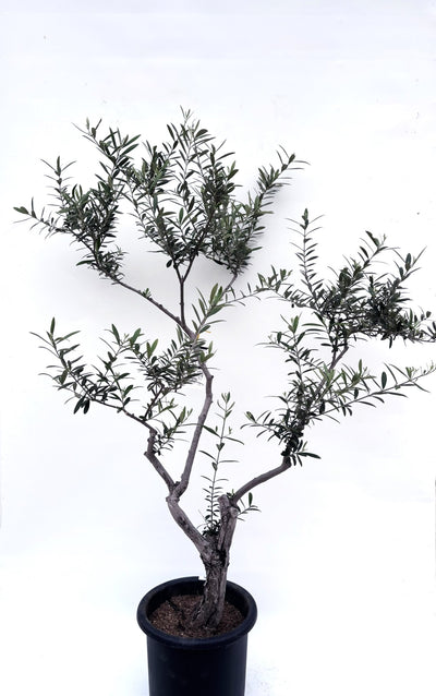 alt="鉢植えのオリーブの木”