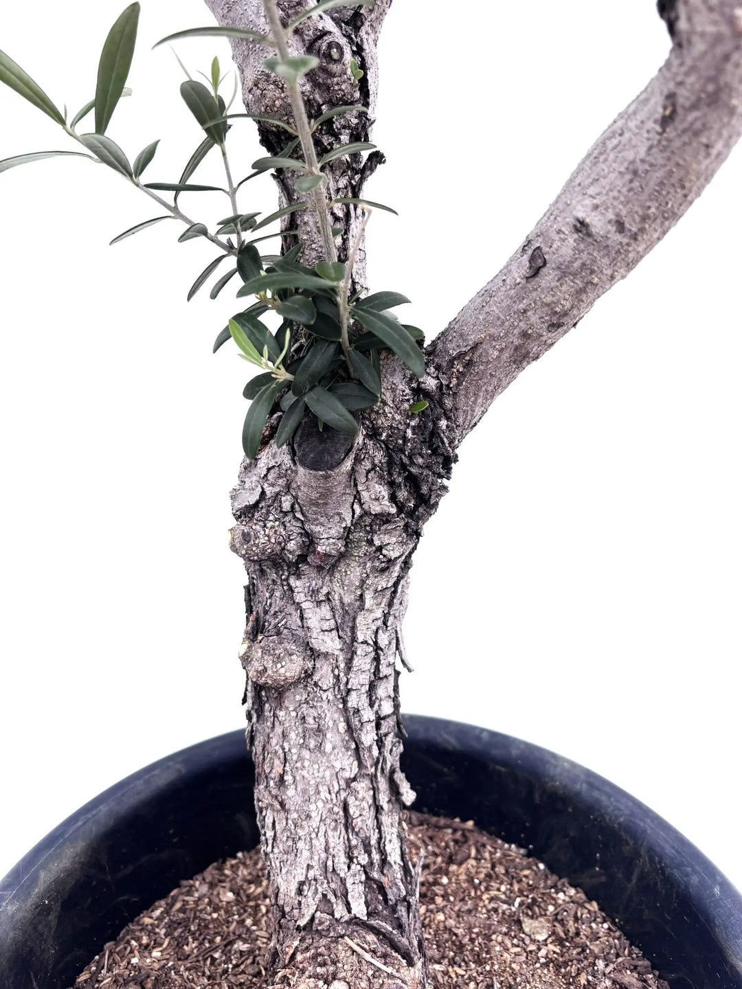ネバディロブランコ Lサイズ 約160cm K-75 オリーブの木 古木 - 株式