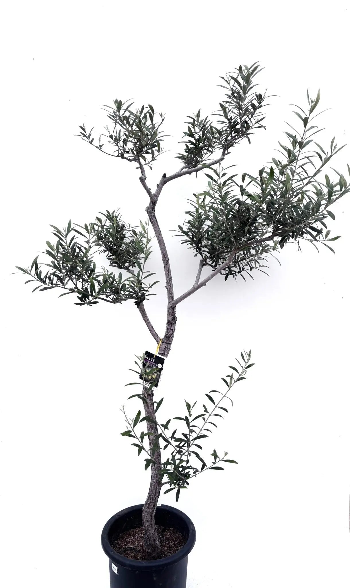alt="鉢植えのオリーブの木”