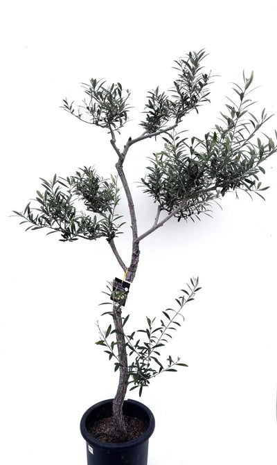 alt="鉢植えのオリーブの木”