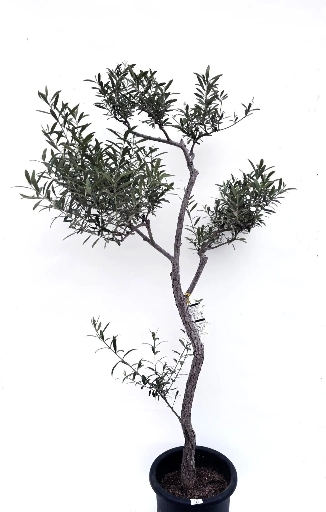 alt="鉢植えのオリーブの木”