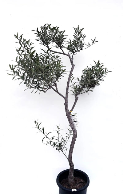 alt="鉢植えのオリーブの木”