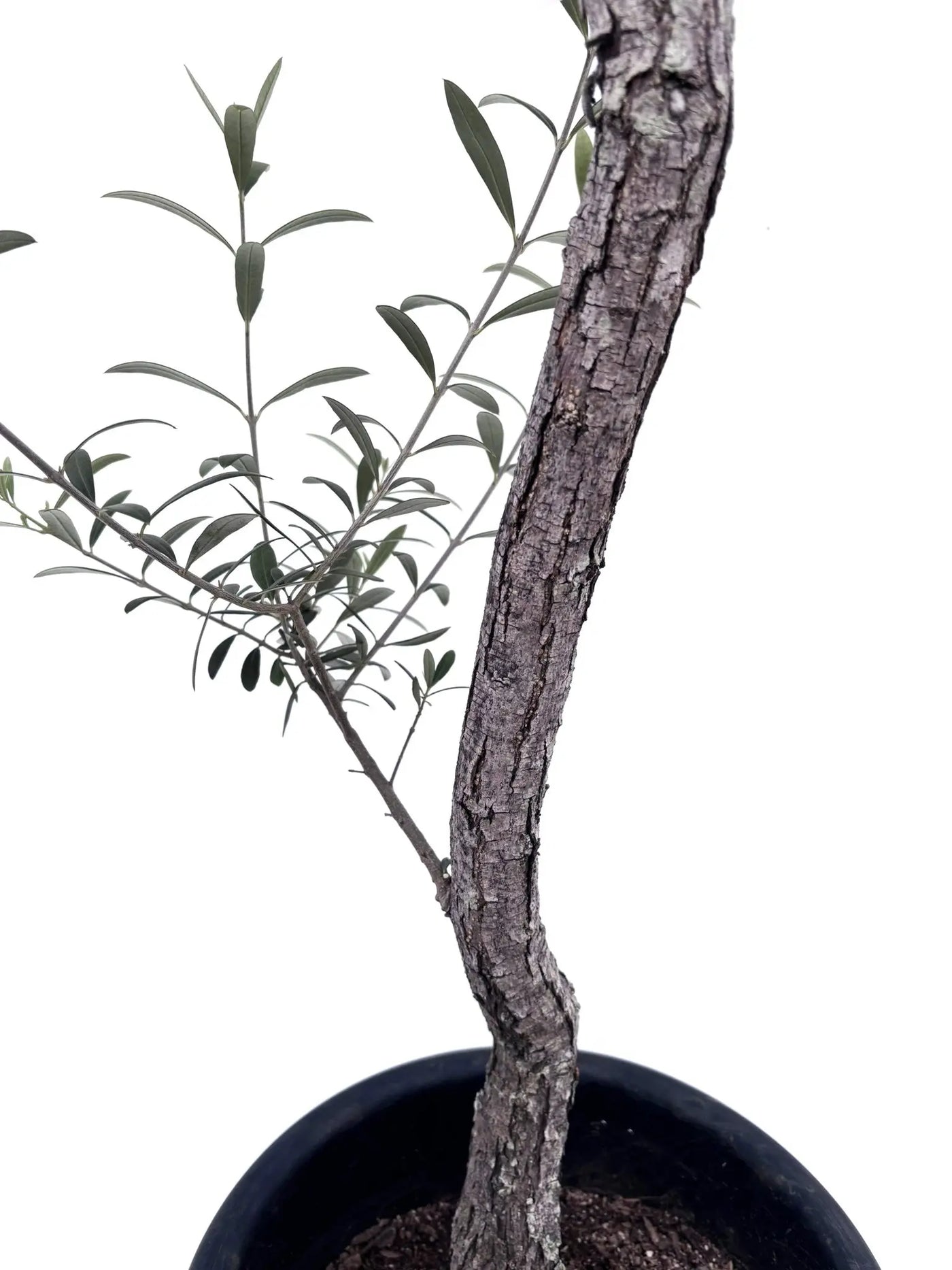 alt="鉢植えのオリーブの幹”
