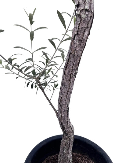 alt="鉢植えのオリーブの幹”