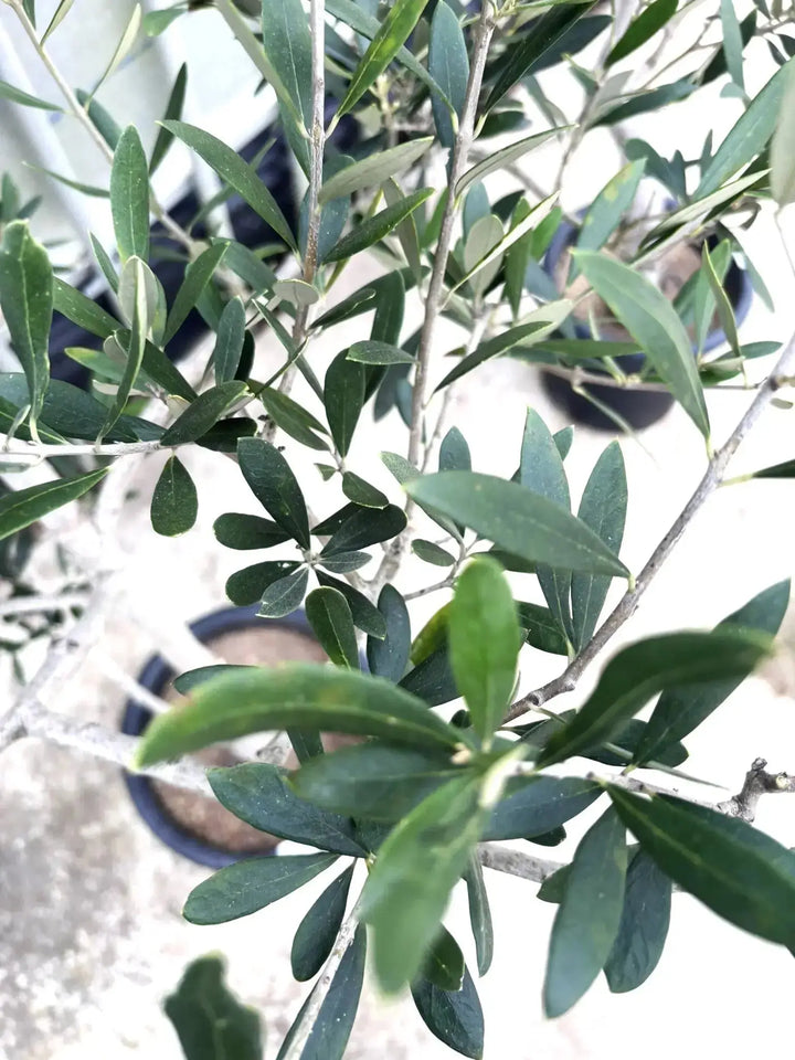 アザパ Lサイズ 約170cm K-71 オリーブの木 希少品種 - 株式会社鶴亀園