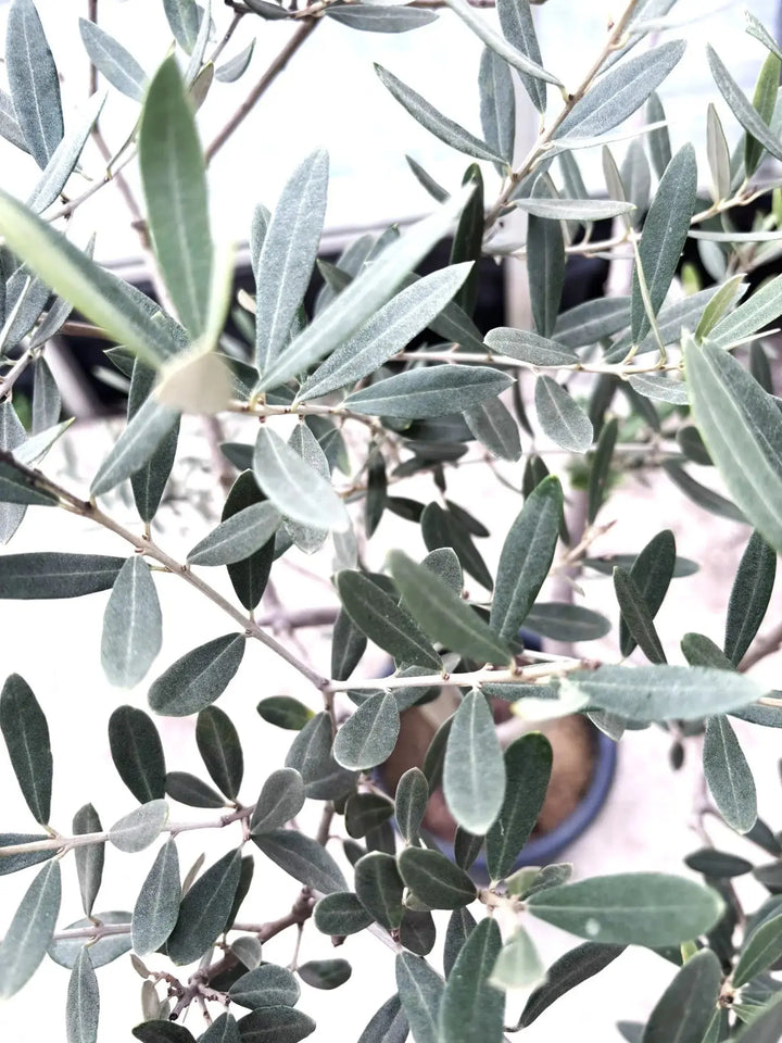 希少・室内向き・銀葉】アメリカン（オリーブの木）〈直立型