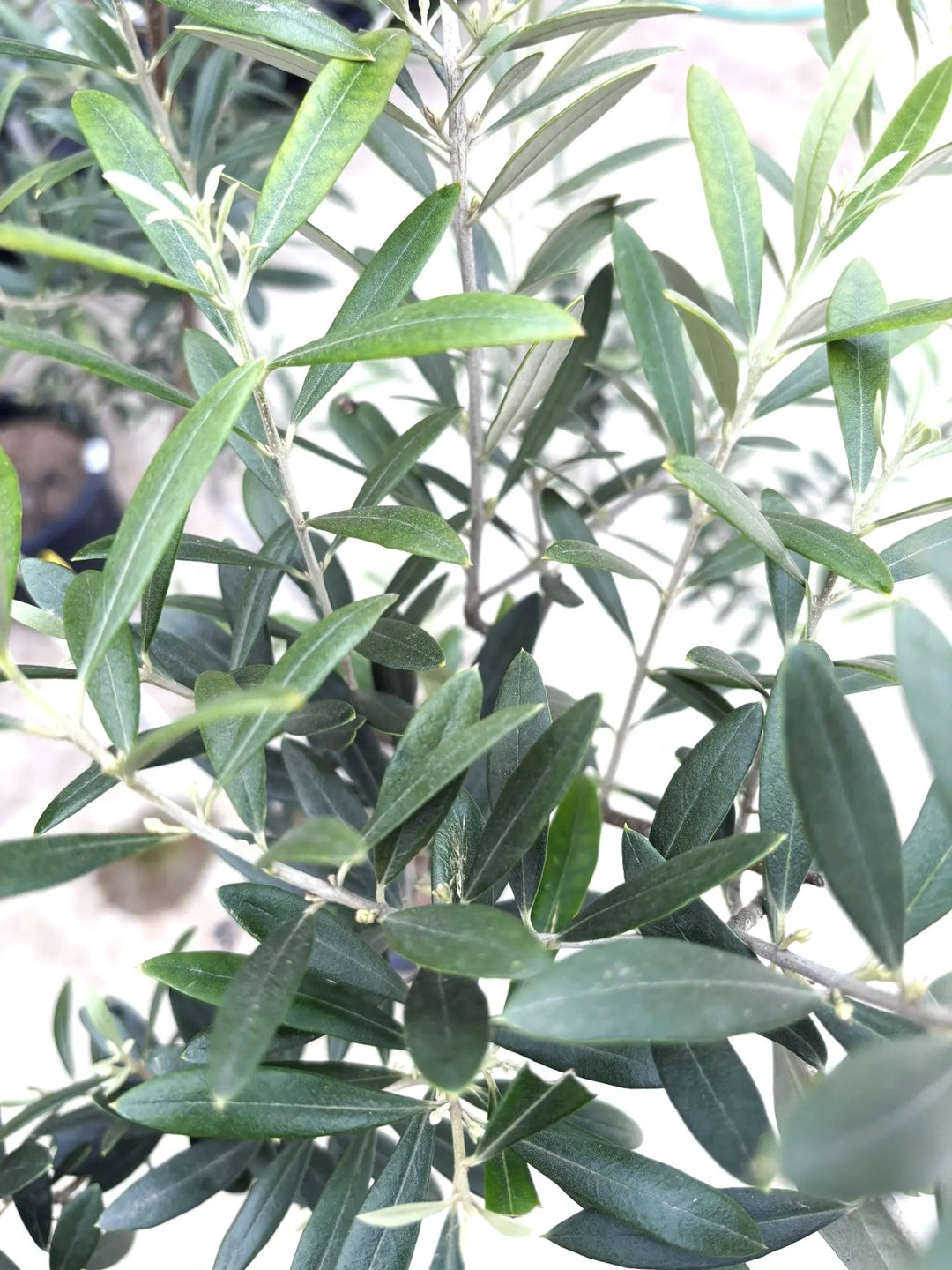 オリーブの木　ネバディロブランコ　13号　約130cm　NO.1817 古木 オリーブの木 ネバディロブランコ 13号 約130cm NO.1817 古木 オリーブ