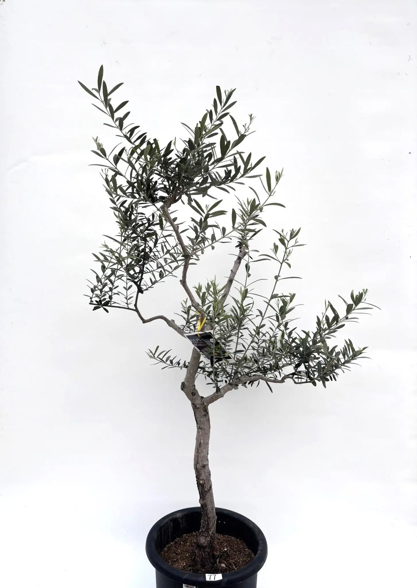 alt="鉢植えのオリーブの木”