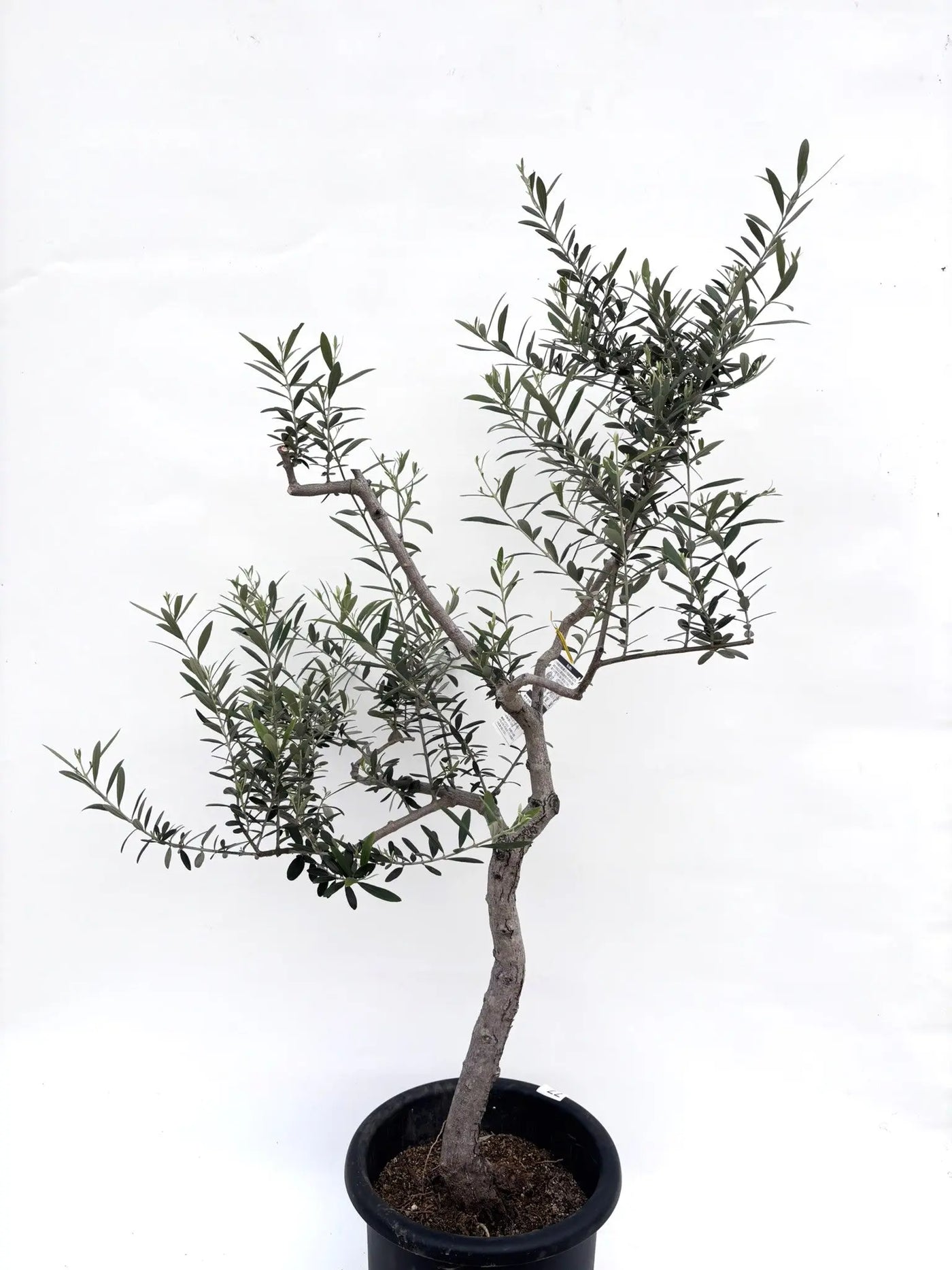 alt="鉢植えのオリーブの木”