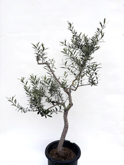 alt="鉢植えのオリーブの木”