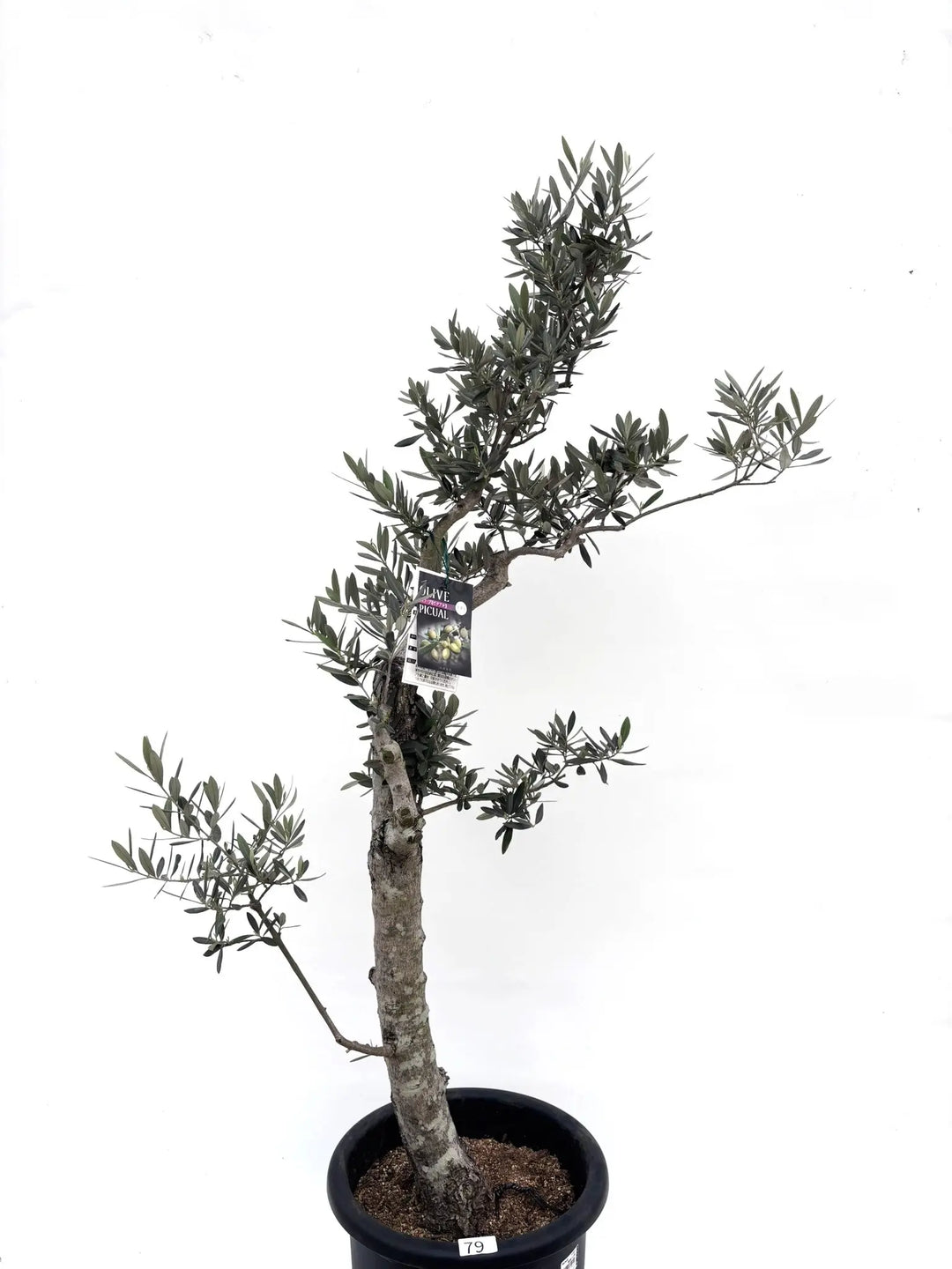 オリーブの木　ピクアル 観葉植物 オリーブの木 8号 ピクアル アートストーン ラウンド