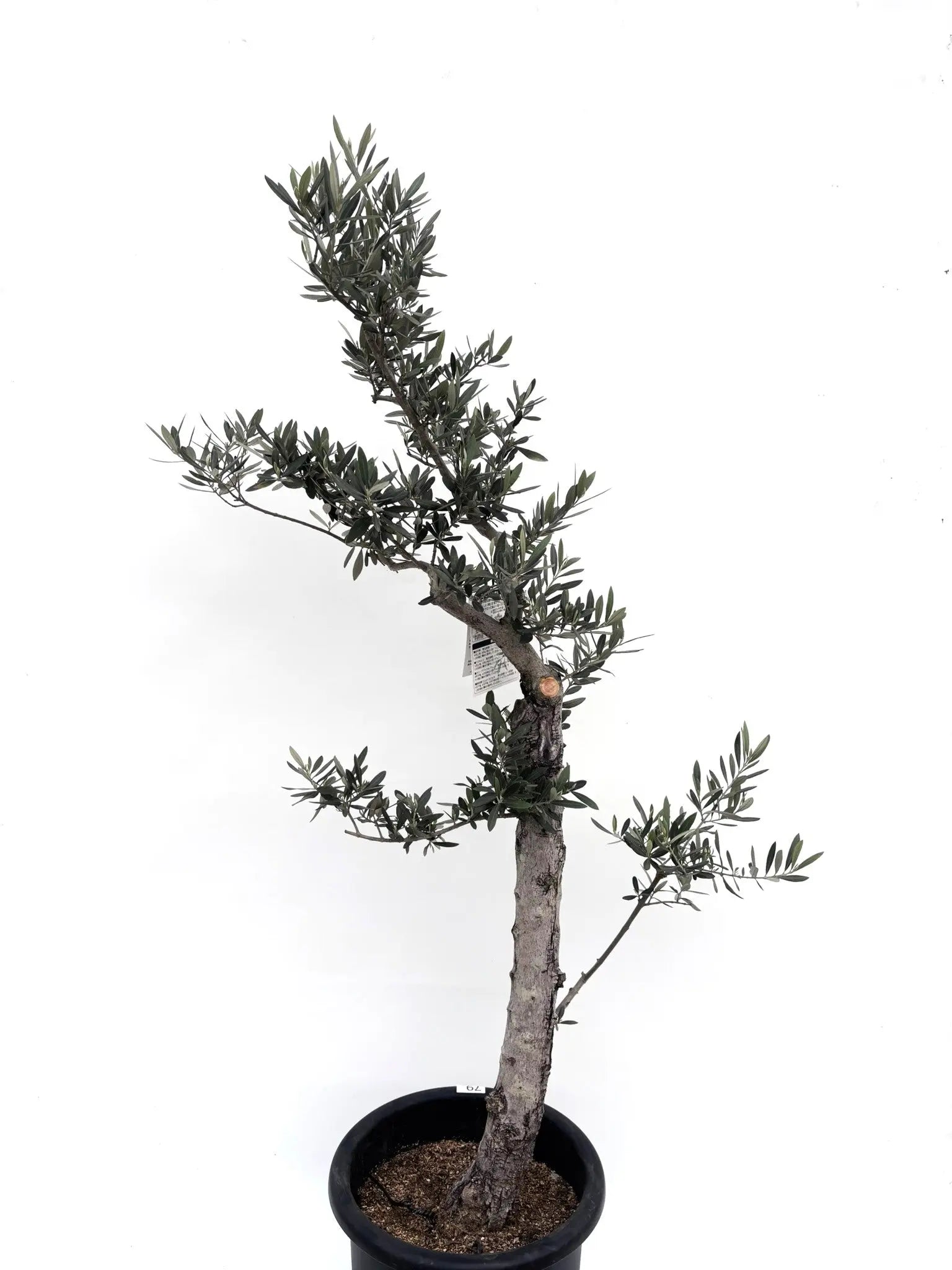 オリーブ　古木　盆栽　ピクアル　７号鉢つき　幹太❗ ピクアル Lサイズ 約140cm K-79 オリーブの木 古木 - 株式会社鶴亀園