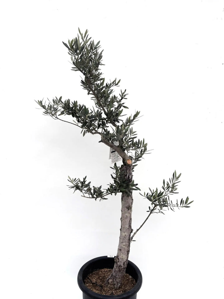 オリーブ 古木 ピクアル 7号鉢つき 曲がり❗ Old Olive 古木オリーブ