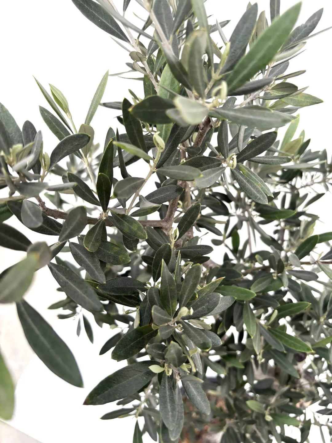 ピクアル Lサイズ 約140cm K-79 オリーブの木 古木 - 株式会社鶴亀園