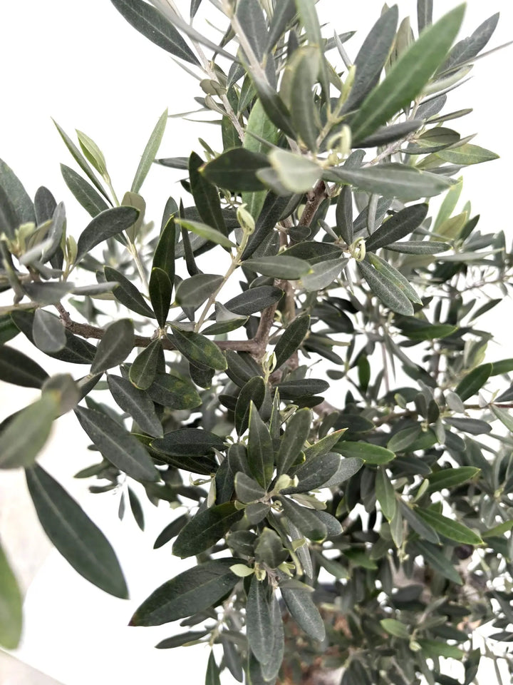 ピクアル Lサイズ 約140cm K-79 オリーブの木 古木 - 株式会社鶴亀園