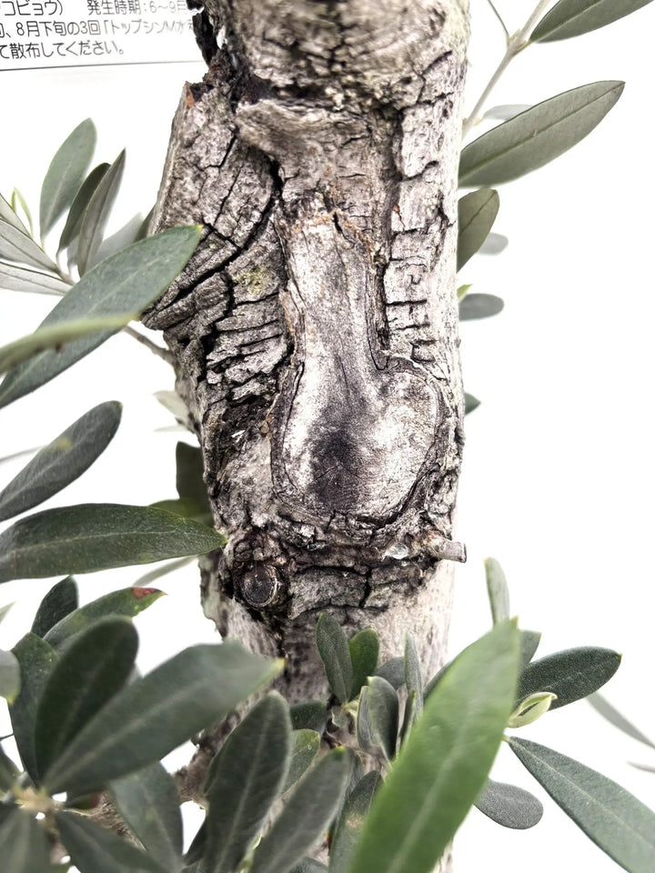 オリーブの木　古木 樹齢300年 古木オリーブ #古木オリーブ #オリーブ古木 #オールド