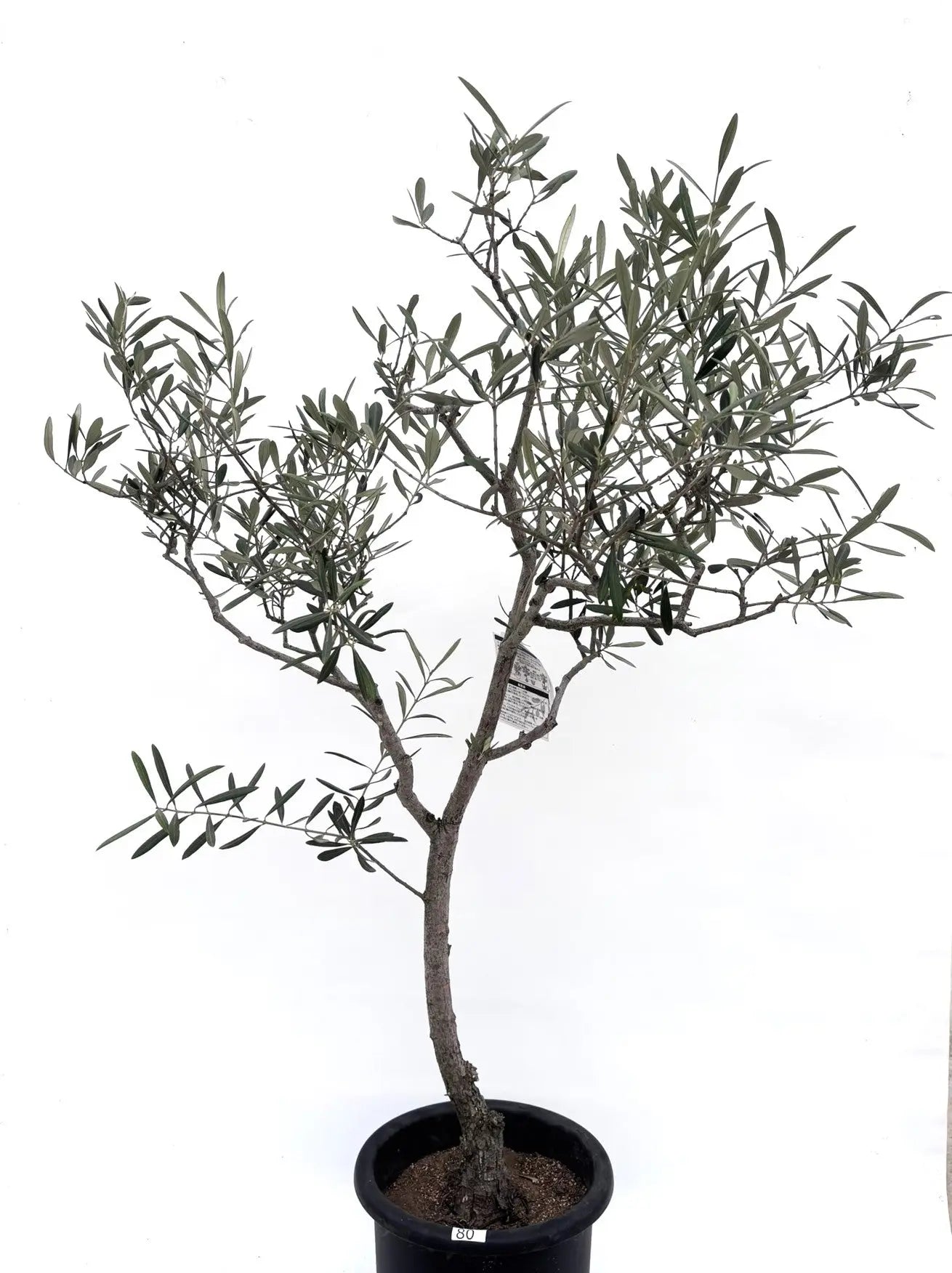 オリーブの木　ブラックイタリアン　10号　約150cm　K-80一点物　希少品種 希少・直立型】ブラックイタリアン（オリーブの木）〈オイル向き
