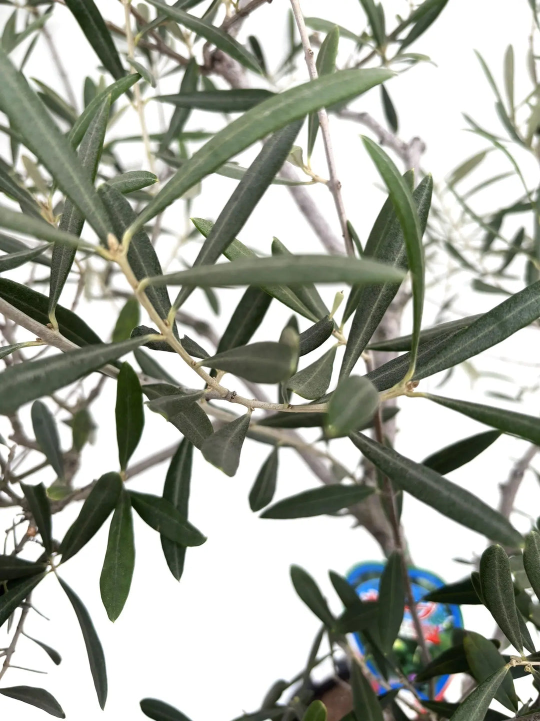 オリーブの木　ブラックイタリアン　10号　約150cm　K-80一点物　希少品種 希少・直立型】ブラックイタリアン（オリーブの木）〈オイル向き