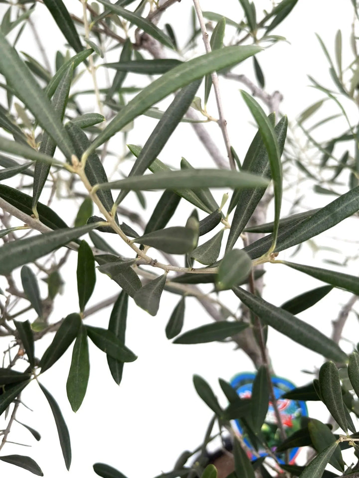 希少・直立型】ブラックイタリアン（オリーブの木）〈オイル向き