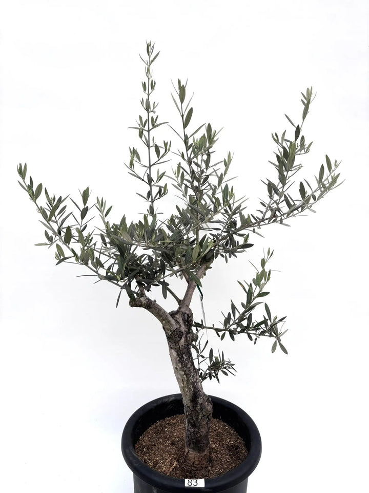 ホジブランコ Lサイズ 約110cm K-83 オリーブの木 古木 - 株式