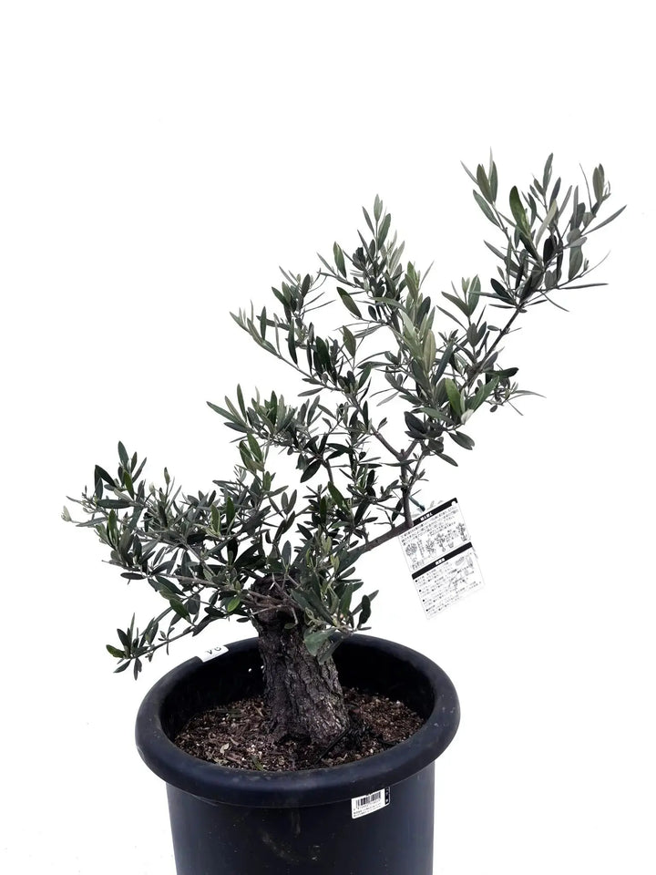 ホジブランコ Lサイズ 約70cm K-84 オリーブの木 古木 - 株式会社鶴亀園