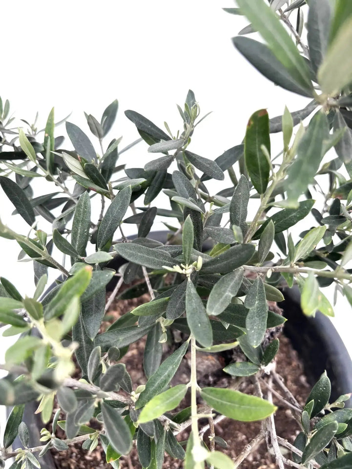 ホジブランコ Lサイズ 約70cm K-84 オリーブの木 古木 - 株式