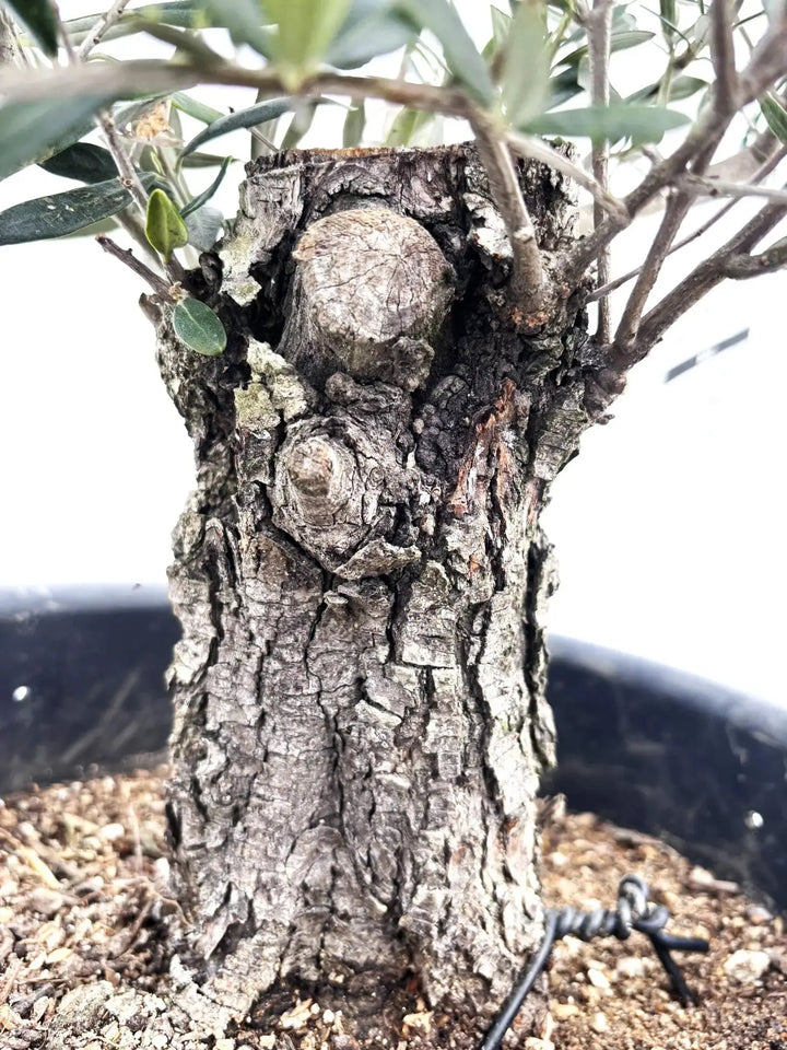 ホジブランコ Lサイズ 約70cm K-84 オリーブの木 古木 - 株式会社鶴亀園