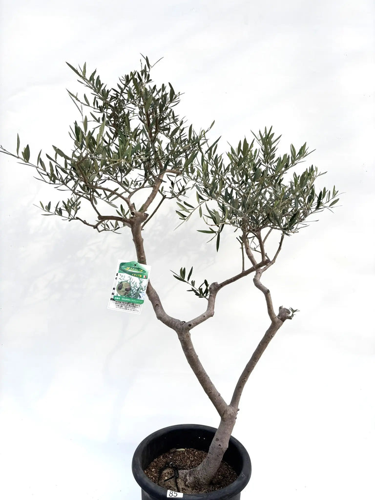 オリーブ 木 110cm アザパ① 一点物 希少品種 匿名配送 剪定済み
