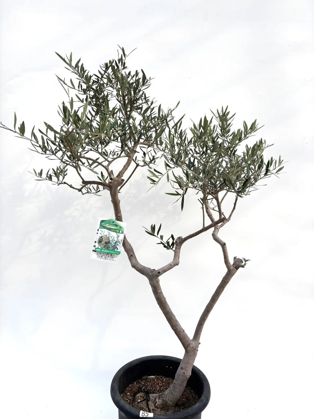 希少・柳型】マウリィーノ（オリーブの木）〈シンボル向き〉｜140cm｜L