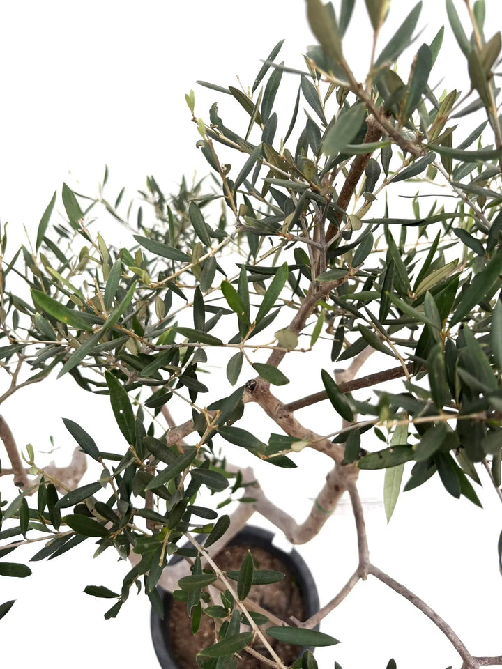 希少・柳型】マウリィーノ（オリーブの木）〈シンボル向き〉｜140cm｜L