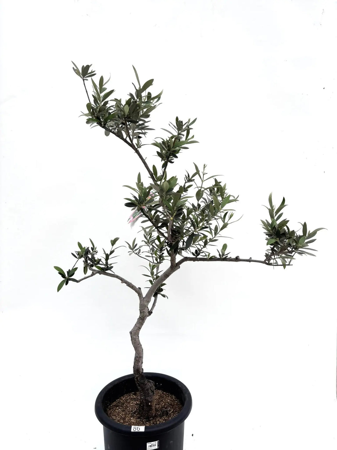 希少】ロシオーラ（オリーブの木）〈古木〉〈室内向き〉｜約130cm｜L