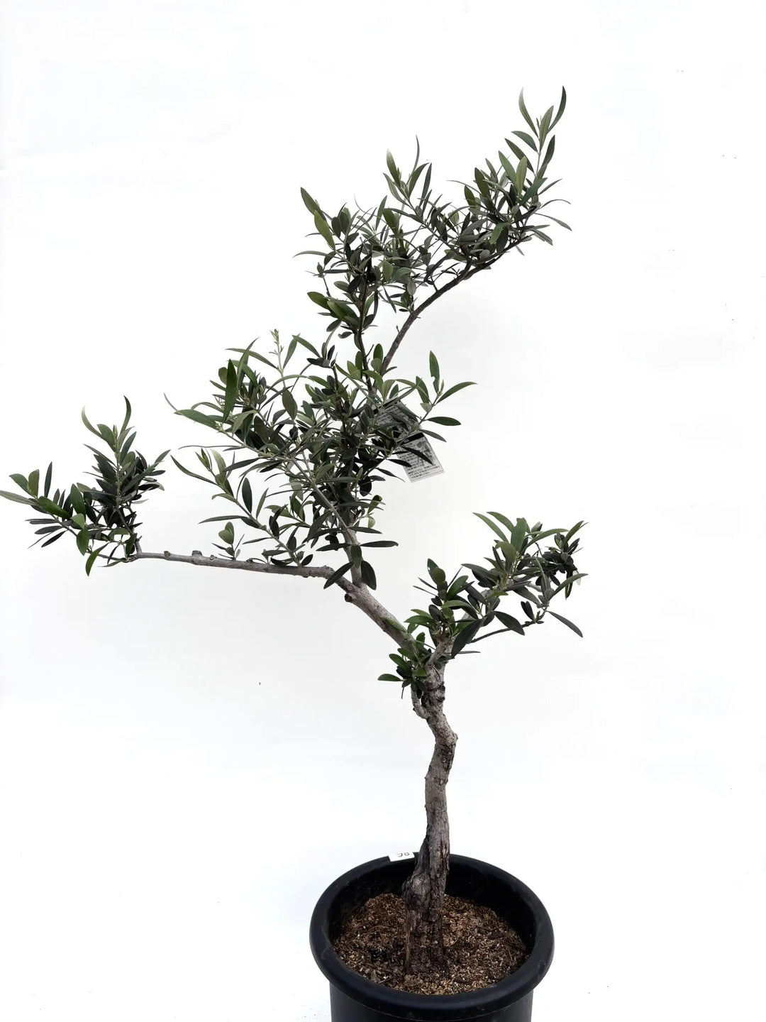 希少】ロシオーラ（オリーブの木）〈古木〉〈室内向き〉｜約130cm｜L